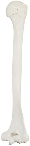 Axis Scientific Humerus Bone Model | Right | Cast from a Real Human Humerus Bone l Upper Arm Bone Model Has Realistic Texture and Important Bony Landmarks | Includes Product Manual, Cauldron Bones