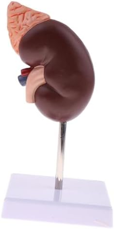 Human Kidney Model, Kidney Model Anatomy 24 Pointers for Learning
