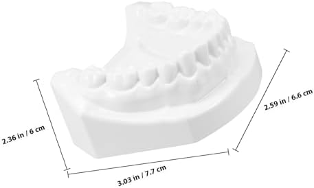 Standard Tooth Model with Extractable Teeth and Soft Gum for Adult Dental Teaching and Flossing Practice for Study and Professional Education