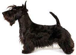8" Round ~ Scottish Terrier ~ Dog Breed ~ Edible Cake/Cupcake Topper!!!