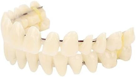 ZJchao 280pcs/10 Set Resin Denture False Teeth, Teeth Teaching Model, Resin Denture for Patients with Oral Cavity Loss, Supply Accessory