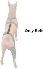 Ortocanis - Knee Brace Fastening Belt for Dog - Prevents Slippage - Improves Stability and Recovery - Size Harness + Leash: L 69-96 cm