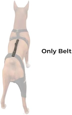 Ortocanis - Knee Brace Fastening Belt for Dog - Prevents Slippage - Improves Stability and Recovery - Size Harness + Leash: L 69-96 cm