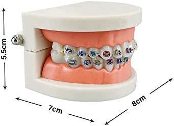 Standard Orthodontic Teeth Model, YOUYA DENTAL Demonstration Orthodontic Model Teeth Teach Study Tools with 1/2Metal and 1/2Ceramic Bracket (1/2Metal and 1/2Ceramic)