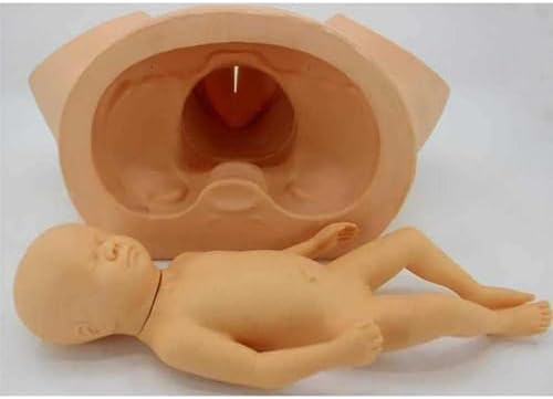 Birth Simulator Demonstration Female Childbirth Manikin Advanced Midwifery Training Model Obstetrics and Gynecology Delivery Maternity Simulator for Nursing Medical Teaching Education