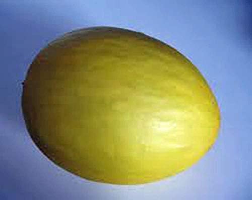 Honey Dew Melon, Honey Dew Green Sweet, Heirloom, 50+ Seeds, Delicious