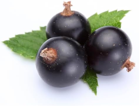 OliveNation Blackcurrant Extract from Natural Flavors, Cassis Flavoring for Baking, Beverages, Filling, Sugar Free, Non-GMO, Kosher, Vegan - 4 ounces