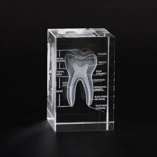 3D Crystal Human Tooth Model - Cubic Etched Anatomical Tooth Model for Home and Office Decoration Dentists Gifts