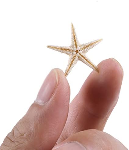 100 Pcs Small Starfish Star Sea Shell Beach for Craft 0.4"-1"