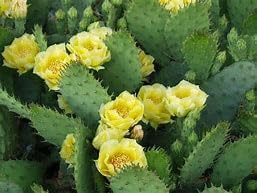 Generic Prickly Pear Cactus Seeds Opuntia humifusa 20 Seeds, green with yellow flowers