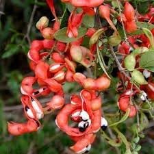 Generic Manilla Tamarind Seeds,Pithecellobium Dulce 25 Seeds,, Natural