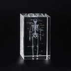 3D Crystal Human Skeleton Anatomical Model - Cubic Etched Anatomical Tooth Model for Home and Office Decoration Dentists Gifts