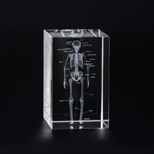 3D Crystal Human Skeleton Anatomical Model - Cubic Etched Anatomical Tooth Model for Home and Office Decoration Dentists Gifts