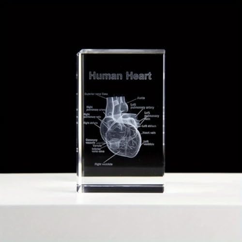 3D Crystal Human Heart Anatomical Model - Cubic Etched Anatomical Tooth Model for Home and Office Decoration Dentists Gifts