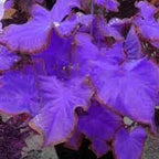 Generic SVI Fresh 100 Pcs Caladium Leaf Plant Seeds Blue Purple