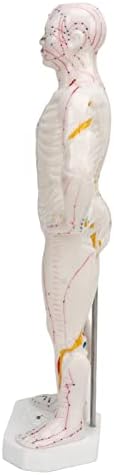 Human Body Acupuncture Model, Meridian Points Model Clear Handwriting Easy to Read Professional PVC for Acupuncture for Chinese Teaching
