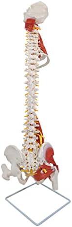 Axis Scientific Life Size 34" Spine Model - Educational Anatomical Model Spine with Nerves, Vertebrae, Pelvis, Muscles & Femur Heads for Anatomy Education, Spine Models, Vertebral Column Study