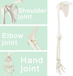 EVOTECH SCIENTIFIC Human Upper Limb Skeleton Anatomical Model, Life Size Arm Skeleton Model W/Clavicle Scapula and Articulated Hand Bone for Hospitals Offices Schools University Study Display