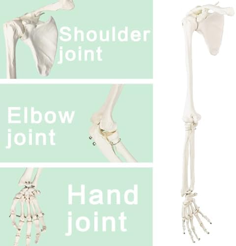 EVOTECH SCIENTIFIC Human Upper Limb Skeleton Anatomical Model, Life Size Arm Skeleton Model W/Clavicle Scapula and Articulated Hand Bone for Hospitals Offices Schools University Study Display