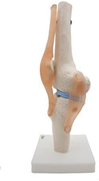 Kouber Anatomical Medical Knee Joint with Ligaments Model,Life Size