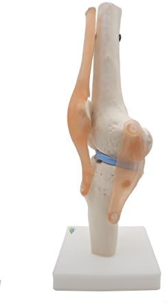 Kouber Anatomical Medical Knee Joint with Ligaments Model,Life Size