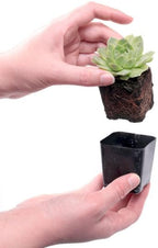 Mountain Crest Gardens Hardy Succulent Variety Pack - 20 Frost-Tolerant Live Plants, Rooted in 2 Inch Pots - Real Outdoor Succulents for Rock Gardens, Landscaping, DIY Arrangements