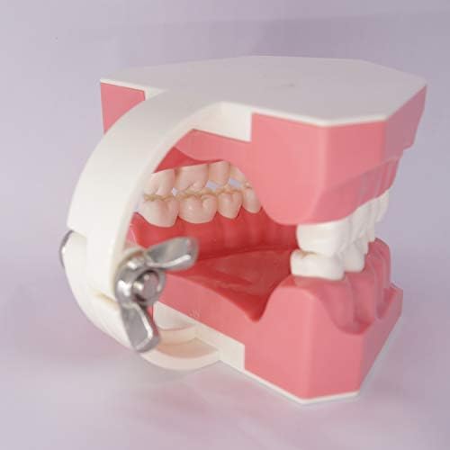 Dental Teeth Model Typodont for Brushing Flossing Practice Demonstration Teaching Studying 1:1 Standard Size
