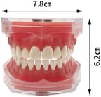 Dental Demonstration Teaching Dental Model, YOUYA DENTAL Standard Teeth Typodonts with 28 Removable Teeth Teaching Study Model Tool Silica Gel Soft Gum for Dental Education and Demonstrations