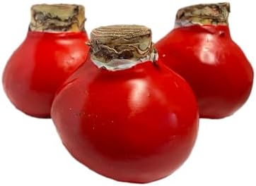 Waxed Amaryllis Bulb Holiday 3 Pack-Three Red Waxed Red Lion Amaryllis Bulbs 28/ 30cm-Perfect Holiday Gift Bundle!