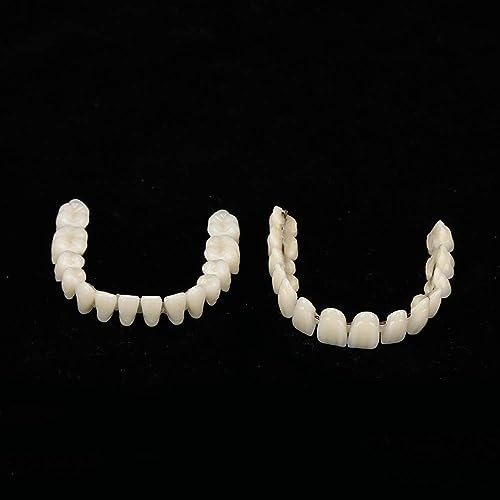 ZJchao 280pcs/10 Set Resin Denture False Teeth, Teeth Teaching Model, Resin Denture for Patients with Oral Cavity Loss, Supply Accessory