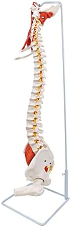 Axis Scientific Life Size 34" Spine Model - Educational Anatomical Model Spine with Nerves, Vertebrae, Pelvis, Muscles & Femur Heads for Anatomy Education, Spine Models, Vertebral Column Study