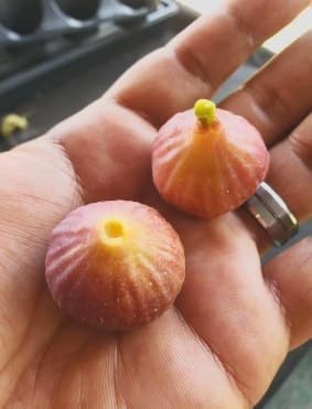 Ficus carica ‘Little Ruby’ Dwarf Fig Tree – Compact Hardy Fig – Sweet Amber Mauve Fruit – Strawberry Pink Center – Great for Containers & Bonsai