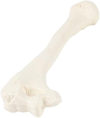 Axis Scientific Humerus Bone Model | Right | Cast from a Real Human Humerus Bone l Upper Arm Bone Model Has Realistic Texture and Important Bony Landmarks | Includes Product Manual, Cauldron Bones