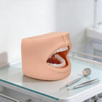 Teeth Model with Cheek Structure, Dental Typodont Teeth Model for Dental Care Demonstration, Tooth Model for Dental Education and Teaching