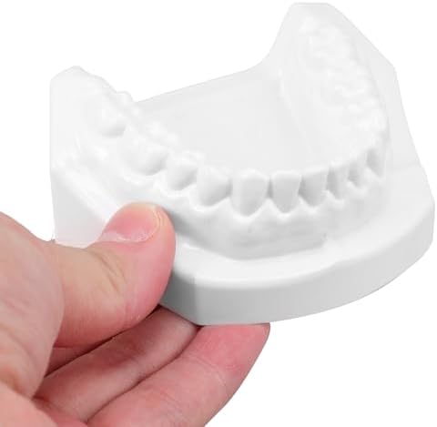 Standard Tooth Model with Extractable Teeth and Soft Gum for Adult Dental Teaching and Flossing Practice for Study and Professional Education
