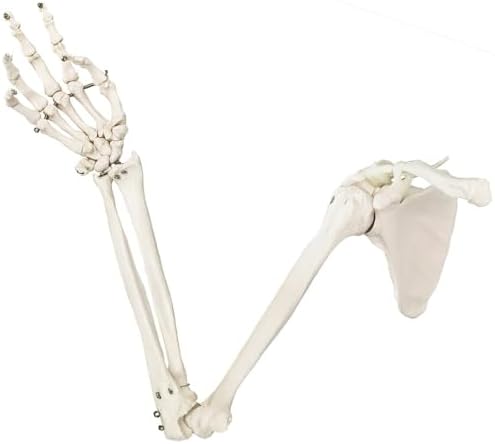 EVOTECH SCIENTIFIC Human Upper Limb Skeleton Anatomical Model, Life Size Arm Skeleton Model W/Clavicle Scapula and Articulated Hand Bone for Hospitals Offices Schools University Study Display