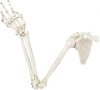 EVOTECH SCIENTIFIC Human Upper Limb Skeleton Anatomical Model, Life Size Arm Skeleton Model W/Clavicle Scapula and Articulated Hand Bone for Hospitals Offices Schools University Study Display