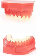 Teaching Model,Teeth Typodonts Dental Model - Teeth Eruption Development Model， Alternating Model of Constant Pressure of Deciduous Teeth，Silicone Material，Suitable for T