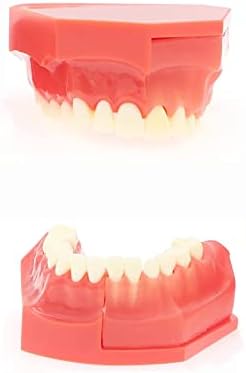 Teaching Model,Teeth Typodonts Dental Model - Teeth Eruption Development Model， Alternating Model of Constant Pressure of Deciduous Teeth，Silicone Material，Suitable for T