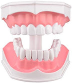 Ultrassist 2X Enlarged Dental Teeth Model with Removable Numbered Teeth, Flossing and Brushing Tooth Model, Washable Oral Care Teeth with Toothbrush