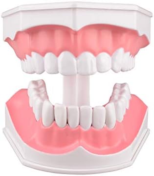 Ultrassist 2X Enlarged Dental Teeth Model with Removable Numbered Teeth, Flossing and Brushing Tooth Model, Washable Oral Care Teeth with Toothbrush