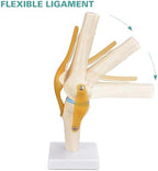 Human Knee Joint Model, 1:1 Scientific Life Size Anatomy Model with Ligaments, Anatomical Teaching Tool for Patient Education and Study