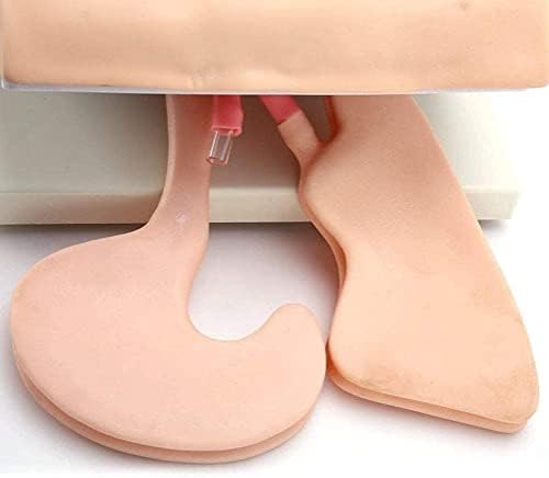 CHROX PVC Training Model Human Teaching Tracheal Intubation Model, Trainer Airway Management Simulator Model with Dental Pressure