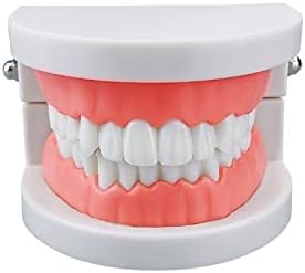 Standard Teeth Models, YOUYA DENTAL Kids Dental Teaching Brushing Model 28 Teeth Study Supplies Adult Kids Study Model Standard Typodont Demonstration Teeth Model- No Wisdom Teeth