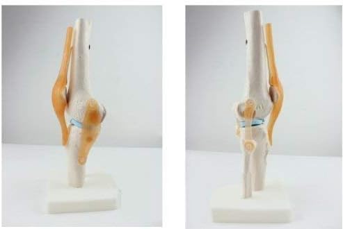 Knee Joint Simulation Model Medical Anatomy Human 1:1 Life Size