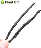 Plant Gift kuding Plus Tea 苦丁茶 Herbal Kuding Needle Ku ding Cha, Bitter Herbal Green Tea, Natural health Heat Ilex Kudingcha 100g/3.5oz
