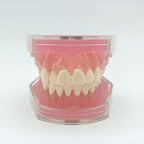 Standard Teeth Model, Dental Crown Models Soft Gums, Dental Model Resin Removable Full Mouth Teeth for Tooth Extraction Exercises, Doctor Explains to The Patient