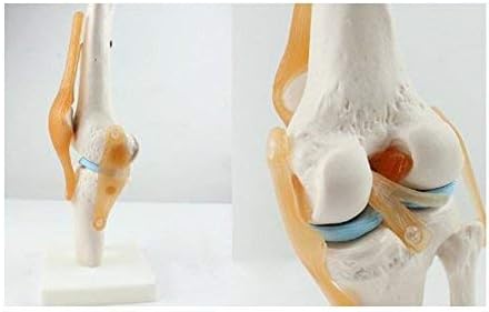 Knee Joint Simulation Model Medical Anatomy Human 1:1 Life Size