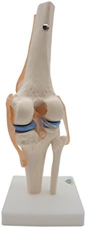 Kouber Anatomical Medical Knee Joint with Ligaments Model,Life Size