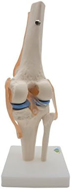 Kouber Anatomical Medical Knee Joint with Ligaments Model,Life Size